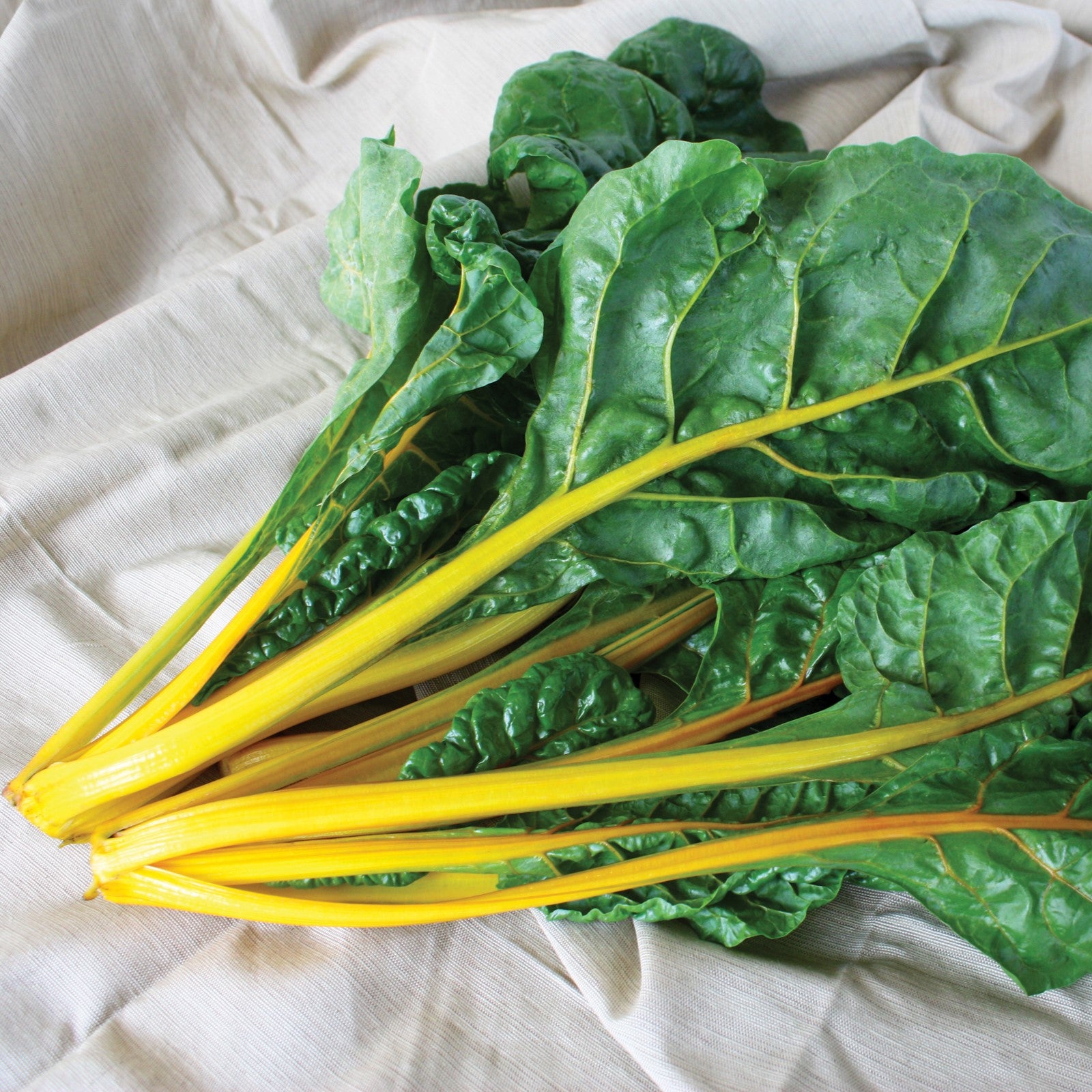 Beta Vulgaris 'Eldorado' ~ Eldorado Swiss Chard-ServeScape