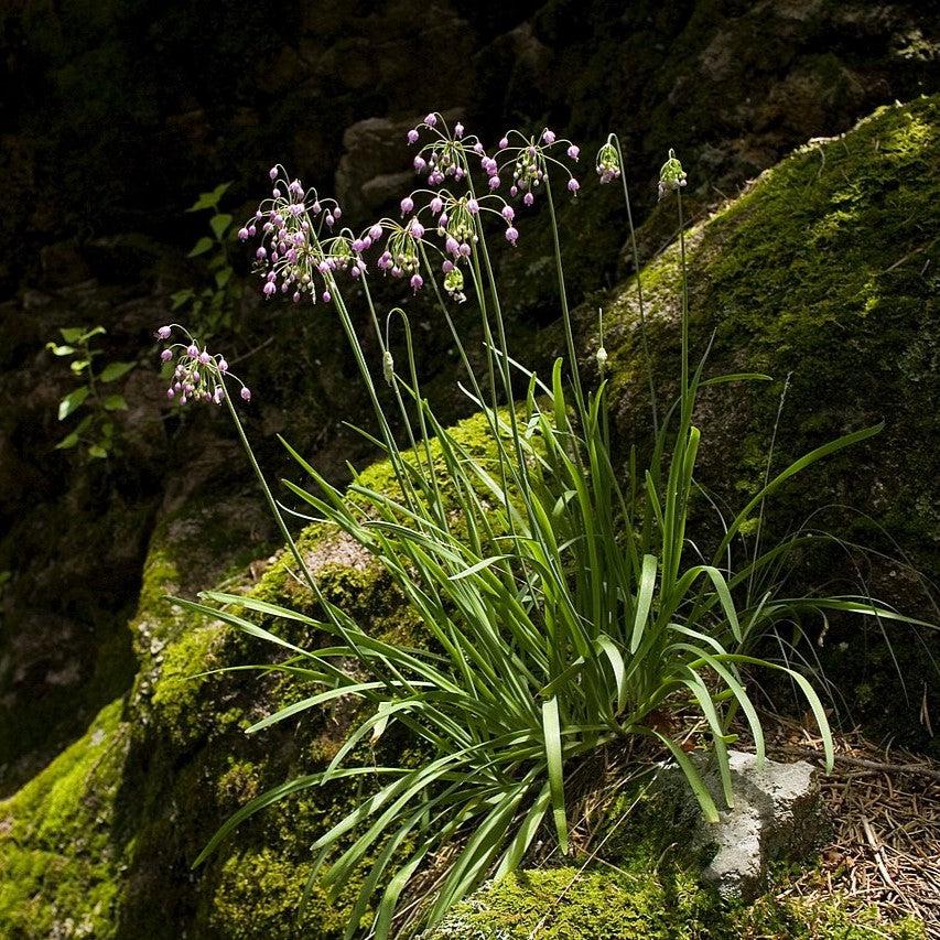 Allium cernuum ~ Nodding Onion-ServeScape