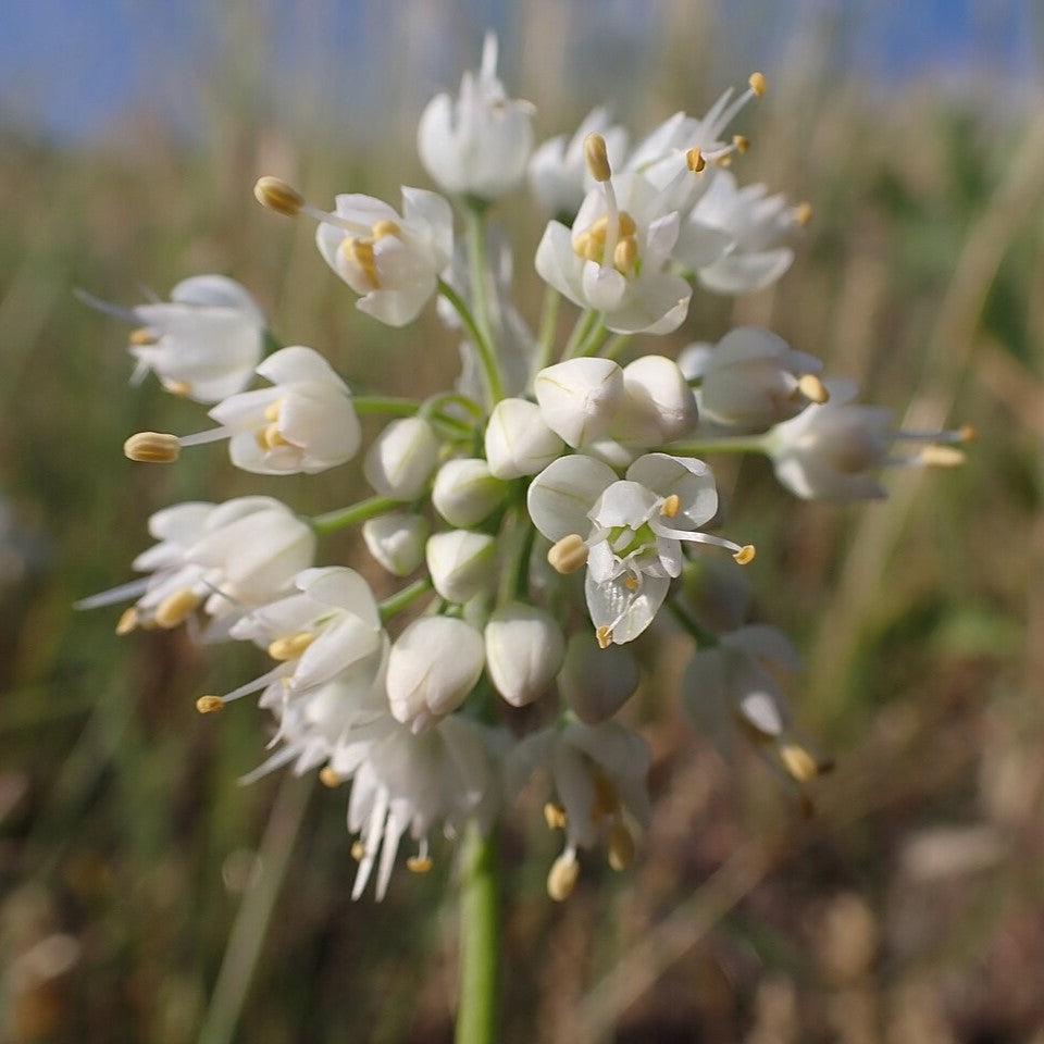Allium cernuum ~ Nodding Onion-ServeScape