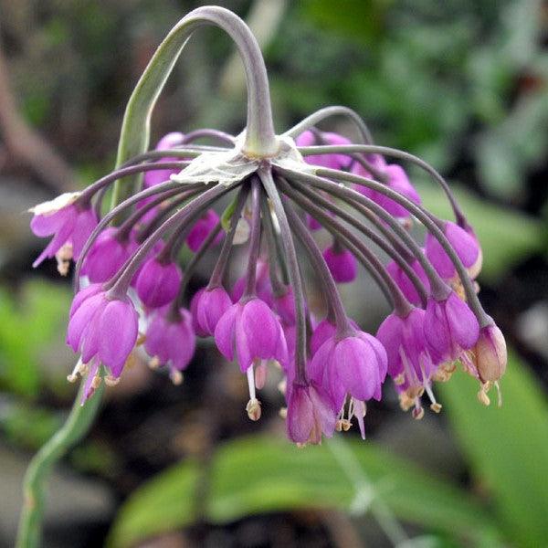 Allium cernuum ~ Nodding Onion-ServeScape