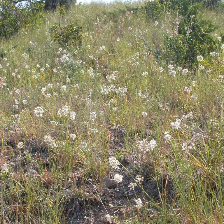 Allium cernuum ~ Nodding Onion-ServeScape