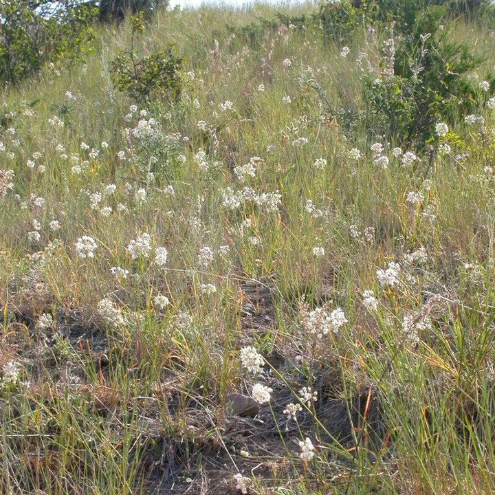 Allium cernuum ~ Nodding Onion-ServeScape
