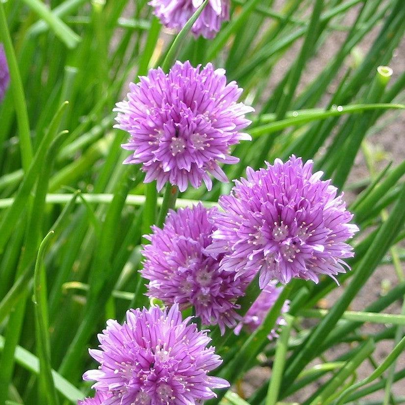 Allium schoenoprasum ~ Chives-ServeScape