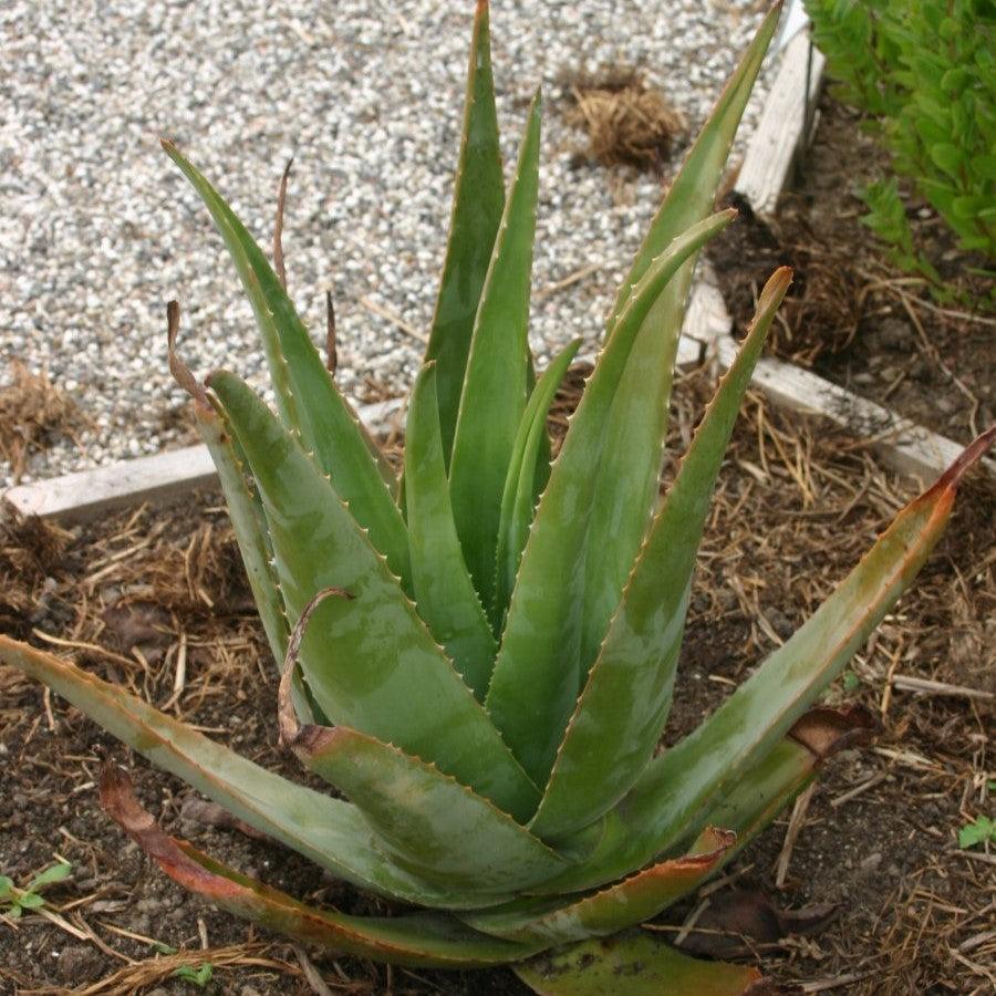 Aloe vera ~ Monrovia® Aloe-ServeScape