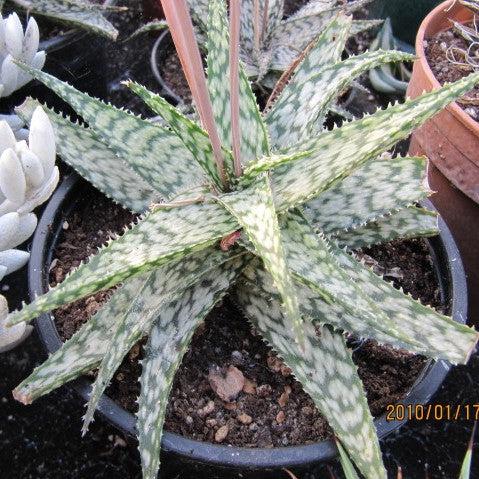 Aloe 'Guido' ~ Retro Succulents® Guido Aloe-ServeScape