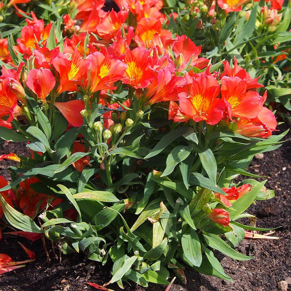 Alstroemeria x 'Amina' ~ Colorita® Amina® Peruvian Lily-ServeScape