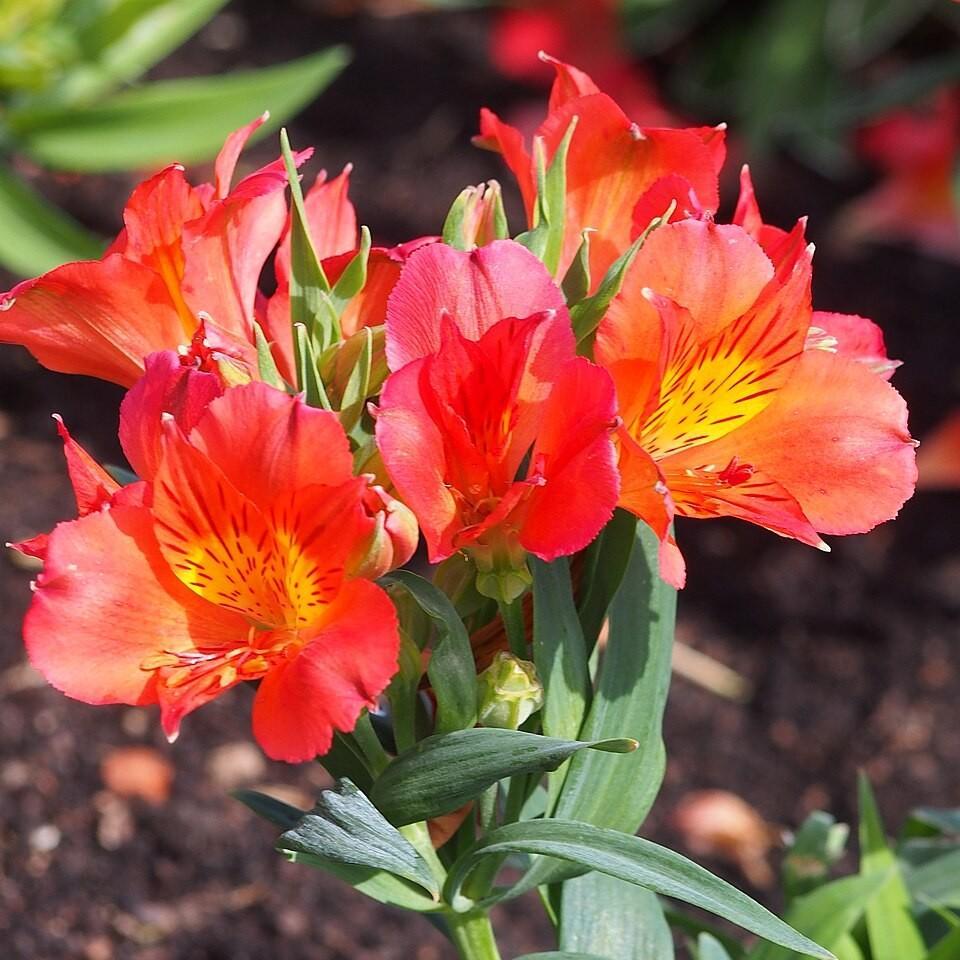 Alstroemeria x 'Amina' ~ Colorita® Amina® Peruvian Lily-ServeScape