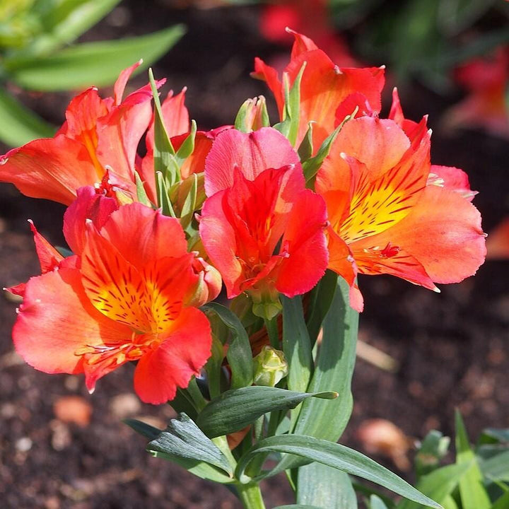 Alstroemeria x 'Amina' ~ Colorita® Amina® Peruvian Lily-ServeScape