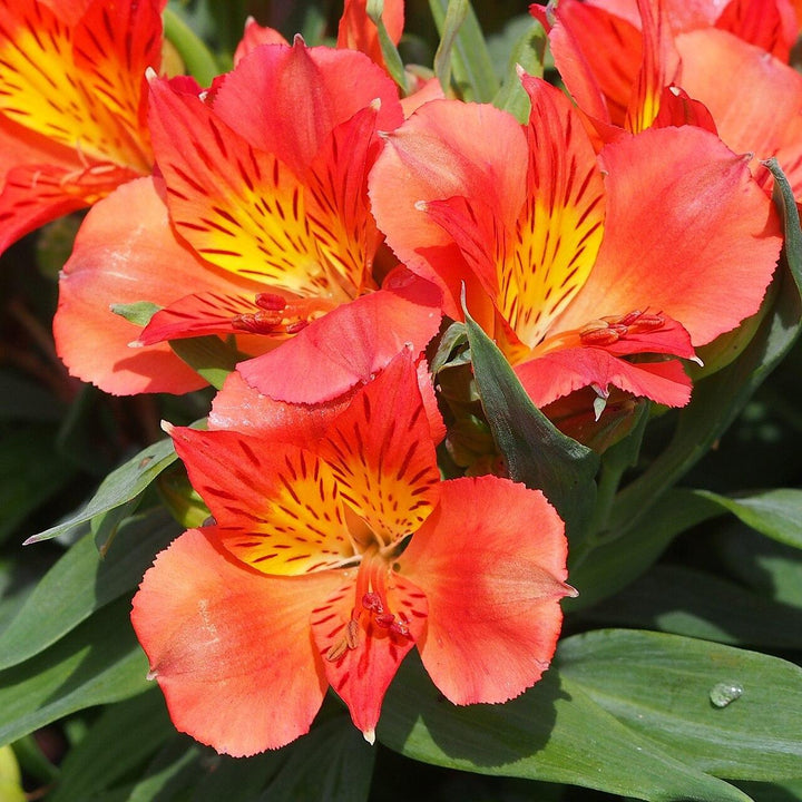 Alstroemeria x 'Amina' ~ Colorita® Amina® Peruvian Lily-ServeScape