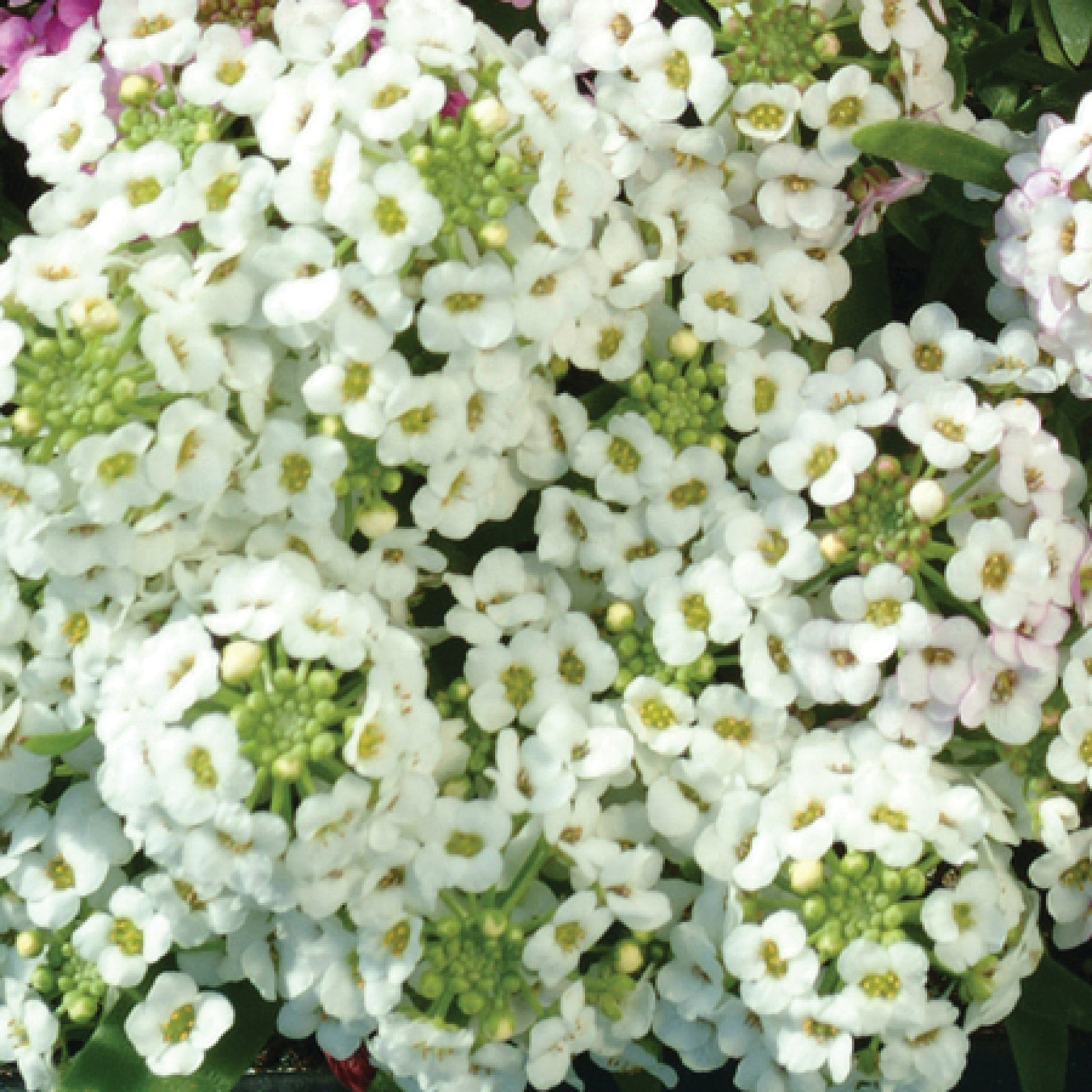 Lobularia maritimum 'Easter Bonnet White' ~ Easter Bonnet White Alyssum-ServeScape