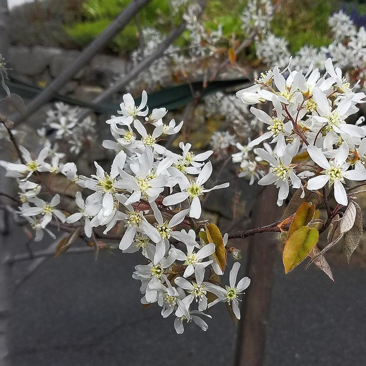 Amelanchier x grandiflora 'Princess Diana' ~ Princess Diana Serviceberry-ServeScape