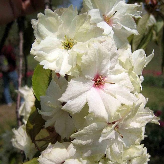 Amelanchier x grandiflora 'Princess Diana' ~ Princess Diana Serviceberry-ServeScape