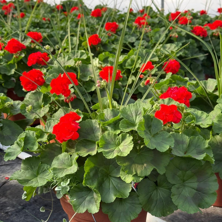 ServeScape ~ Mixed Geranium Container-ServeScape