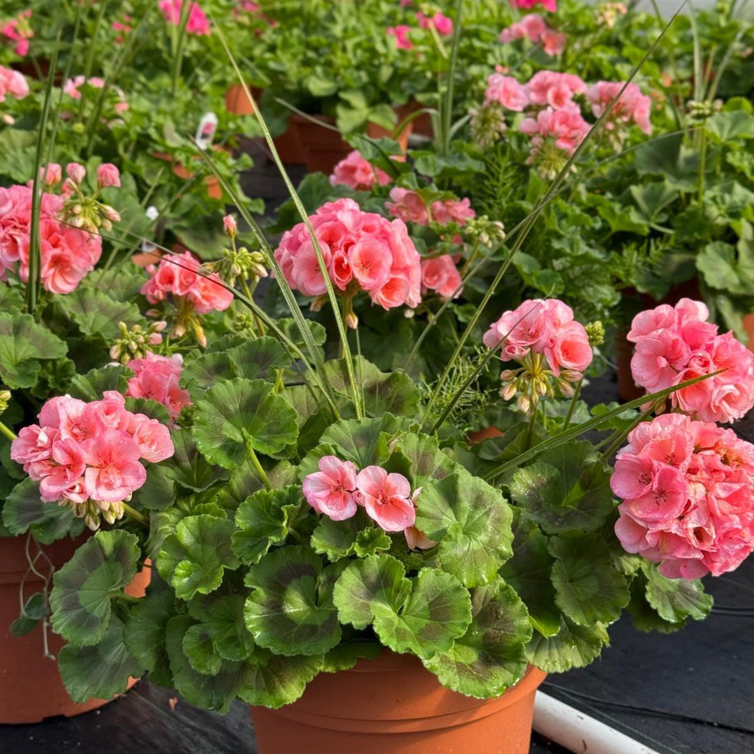 ServeScape ~ Mixed Geranium Container-ServeScape