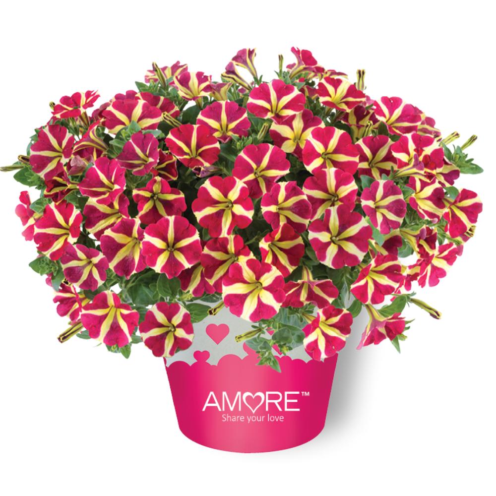 Petunia x hybrida 'Amore Queen of Hearts' ~ Amore® Queen of Hearts Petunia-ServeScape
