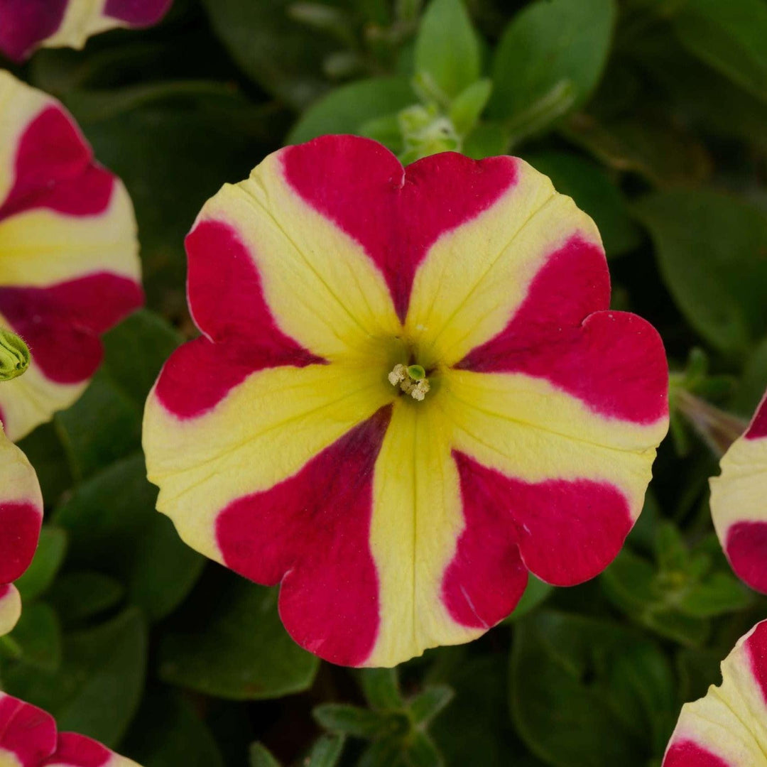 Petunia x hybrida 'Amore Queen of Hearts' ~ Amore® Queen of Hearts Petunia-ServeScape