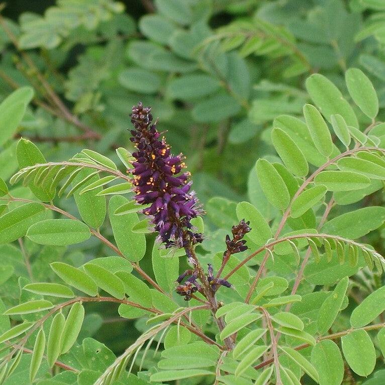 Amorpha fruticosa ~ Indigo Bush-ServeScape
