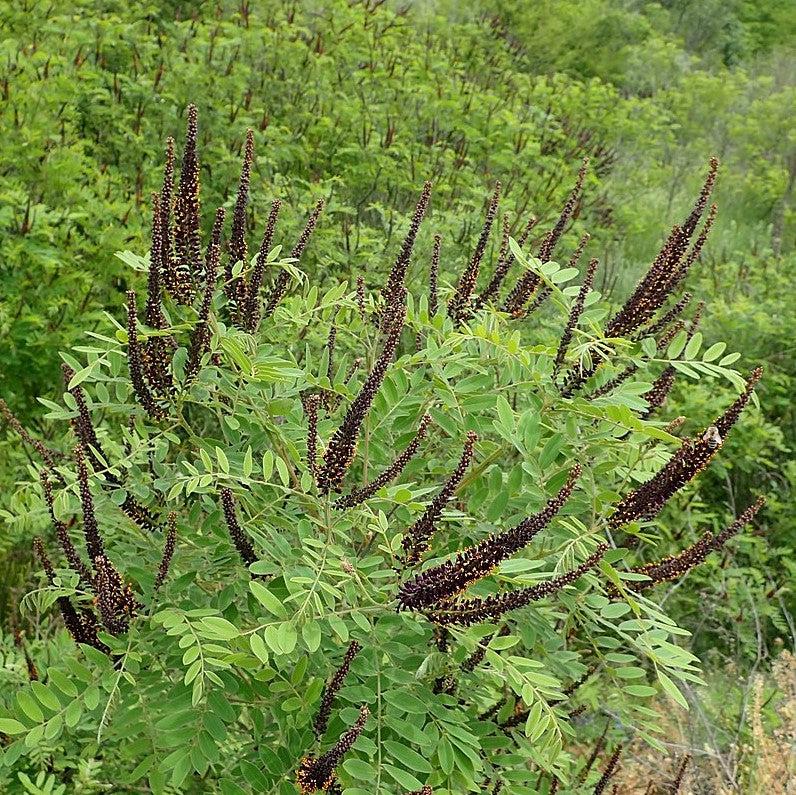 Amorpha fruticosa ~ Indigo Bush-ServeScape