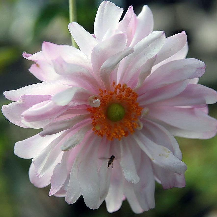 Anemone x 'Queen Charlotte' ~ Queen Charlotte Anemone-ServeScape