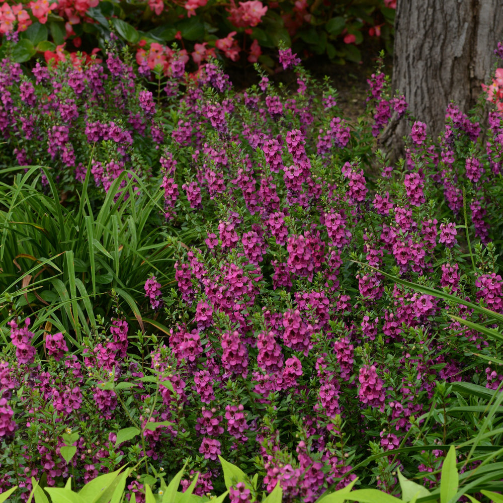 Angelonia angustifolia 'Balarcaspim' ~ Archangel™ Raspberry Summer Snapdragon-ServeScape