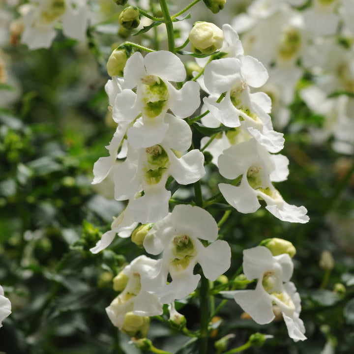 Angelonia angustifolia 'Balarcwitim' ~ Archangel™ White Summer Snapdragon-ServeScape