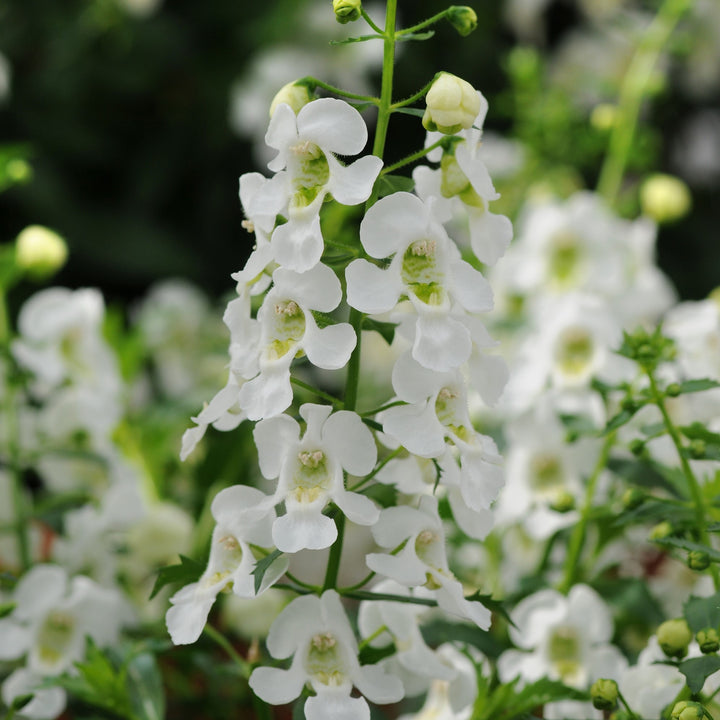 Angelonia angustifolia 'Balarcwitim' ~ Archangel™ White Summer Snapdragon-ServeScape