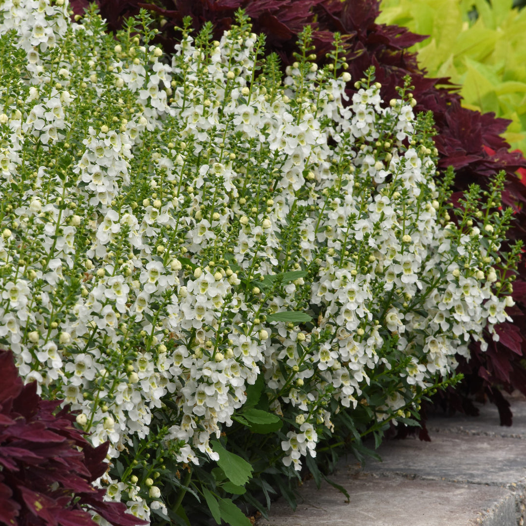 Angelonia angustifolia 'Balarcwitim' ~ Archangel™ White Summer Snapdragon-ServeScape