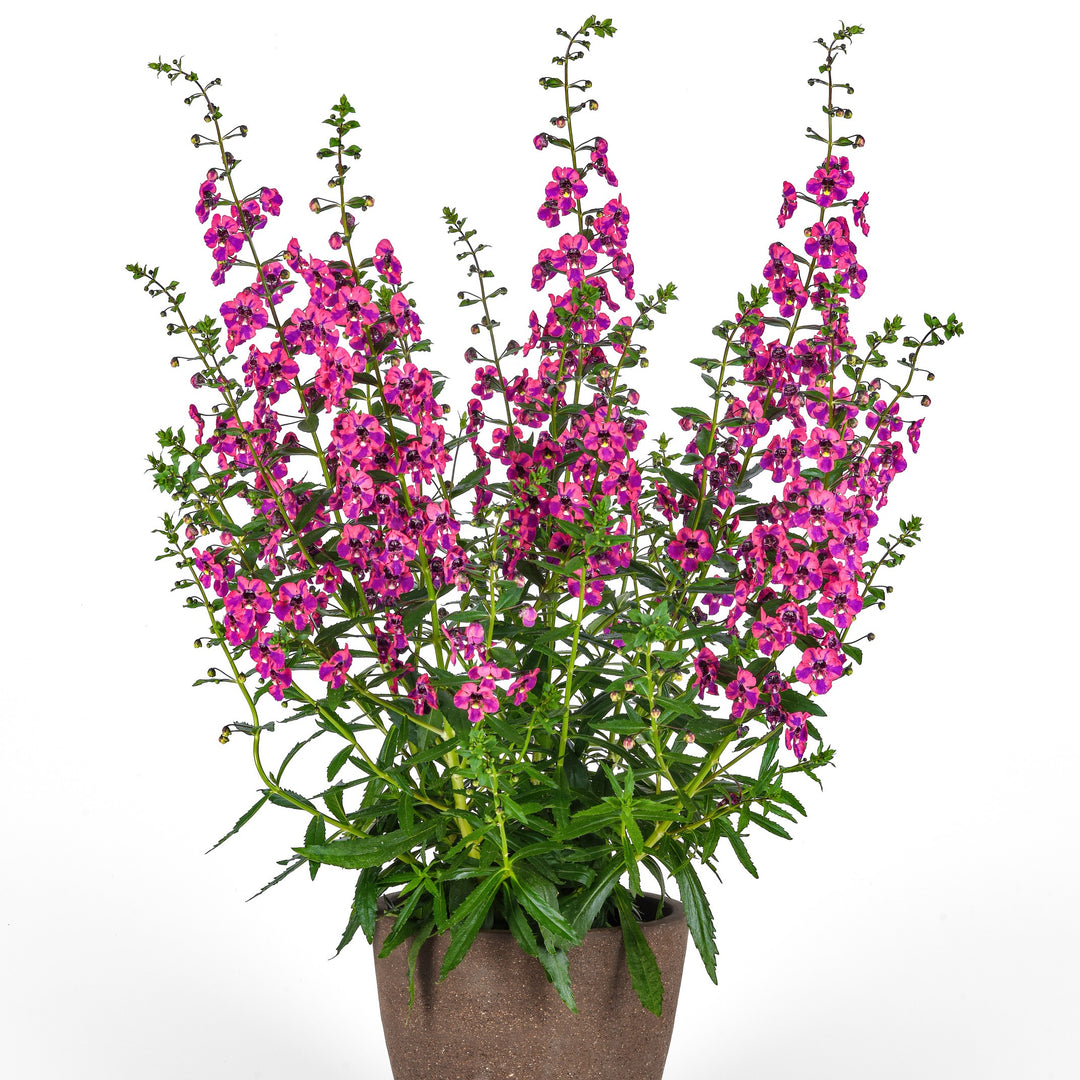 Angelonia angustifolia 'Balguaraberk' ~ Guardian Angel™ Berry Sparkler Snapdragon-ServeScape