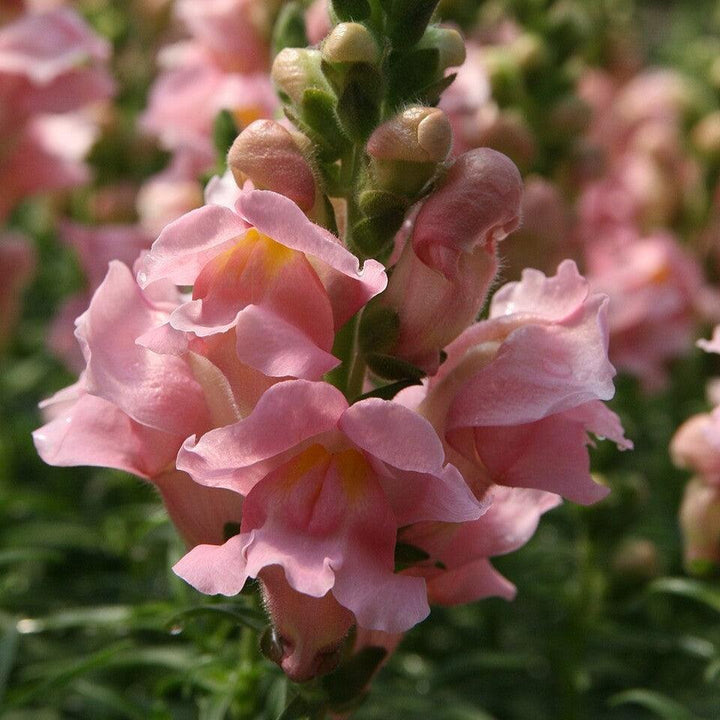 Antirrhinum majus 'Sonnet Pink' ~ Sonnet Pink Snapdragon-ServeScape