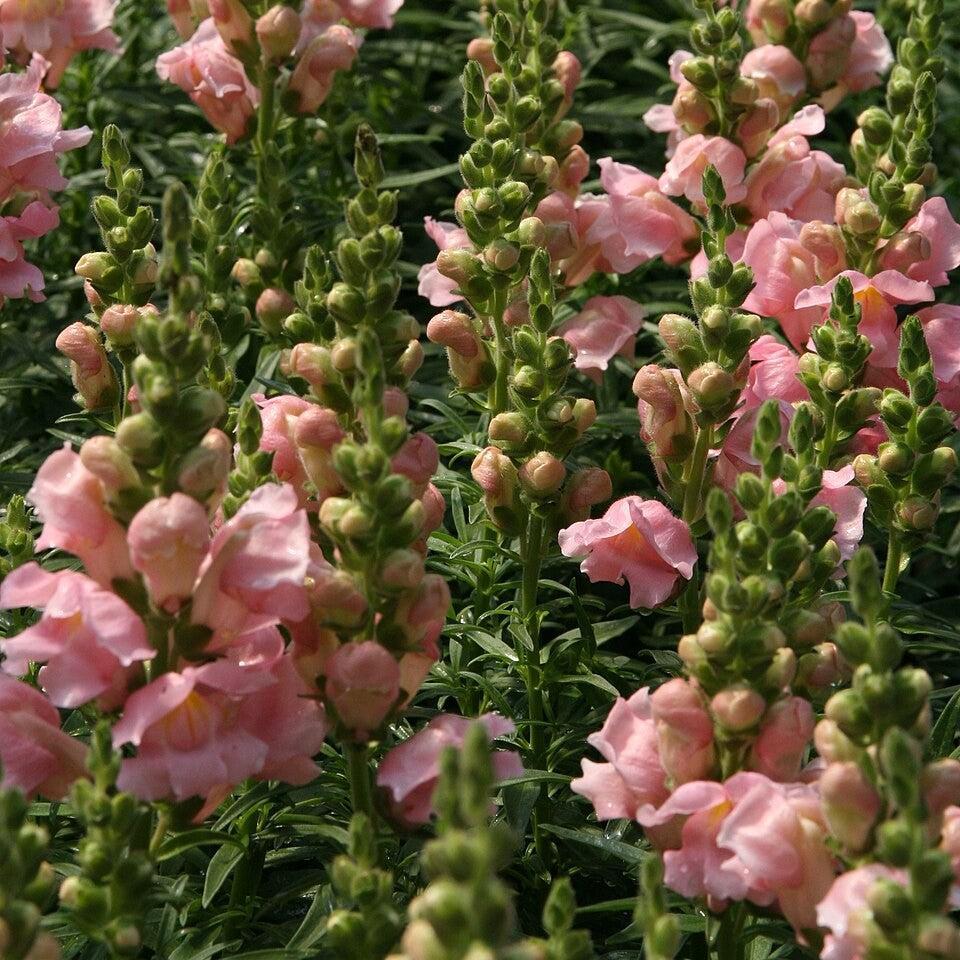 Antirrhinum majus 'Sonnet Pink' ~ Sonnet Pink Snapdragon-ServeScape