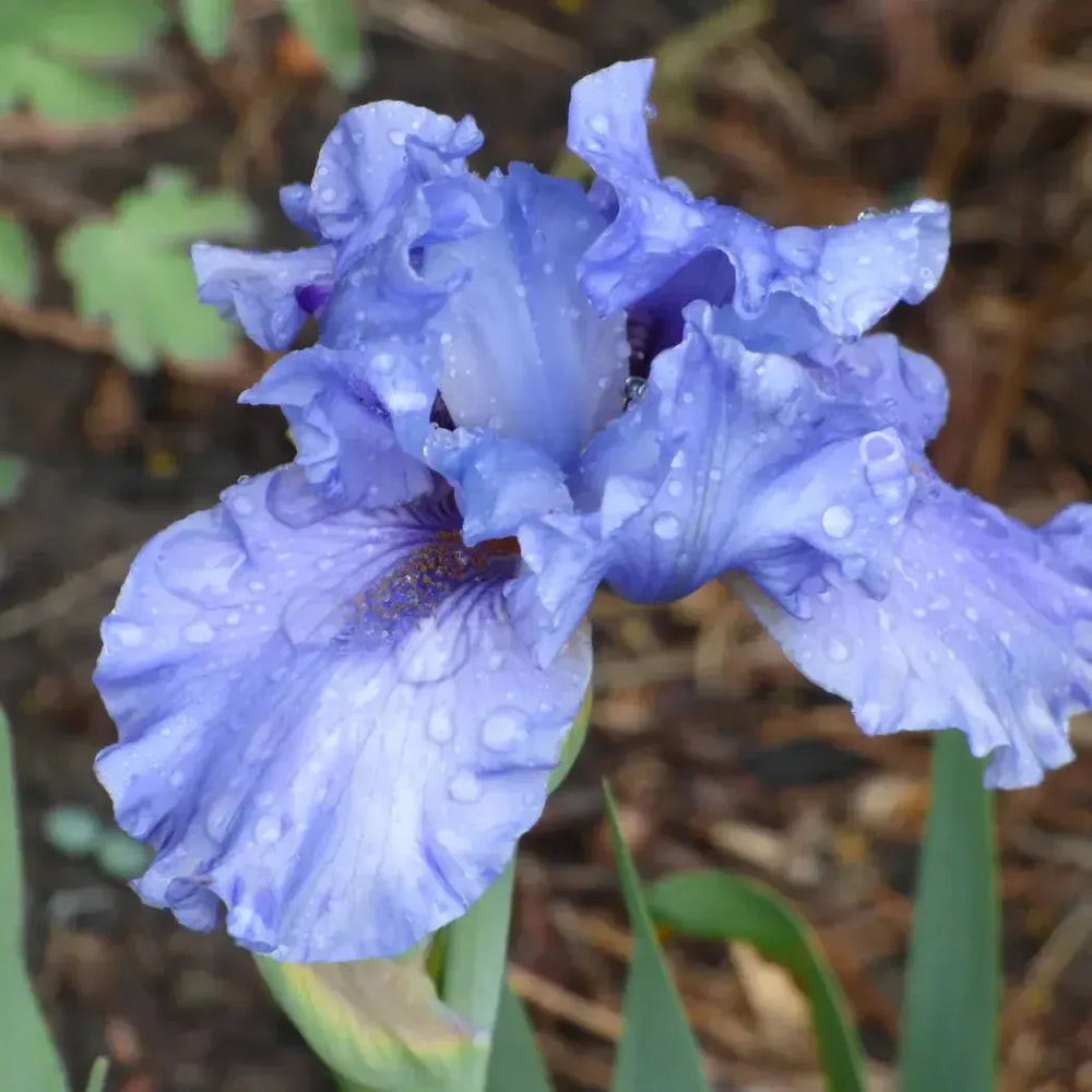 Iris germanica 'Aqua Taj' ~ Aqua Taj Bearded Iris-ServeScape