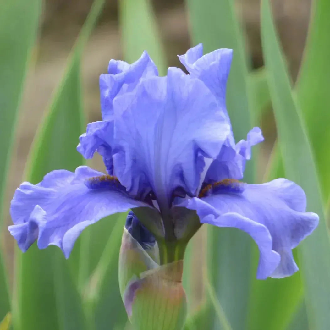 Iris germanica 'Aqua Taj' ~ Aqua Taj Bearded Iris-ServeScape