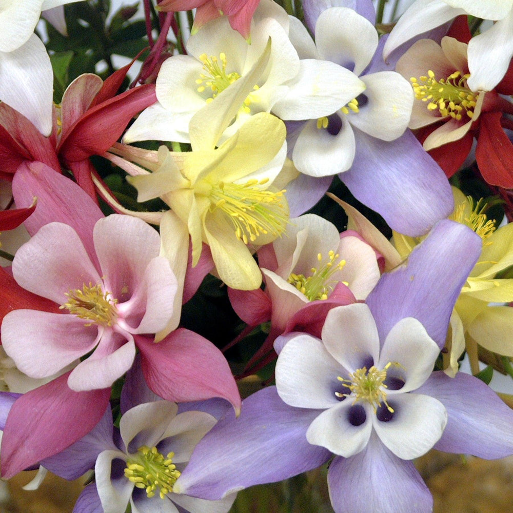 Aquilegia hybrida 'Origami Mix' ~ Origami™ Mix Columbine-ServeScape