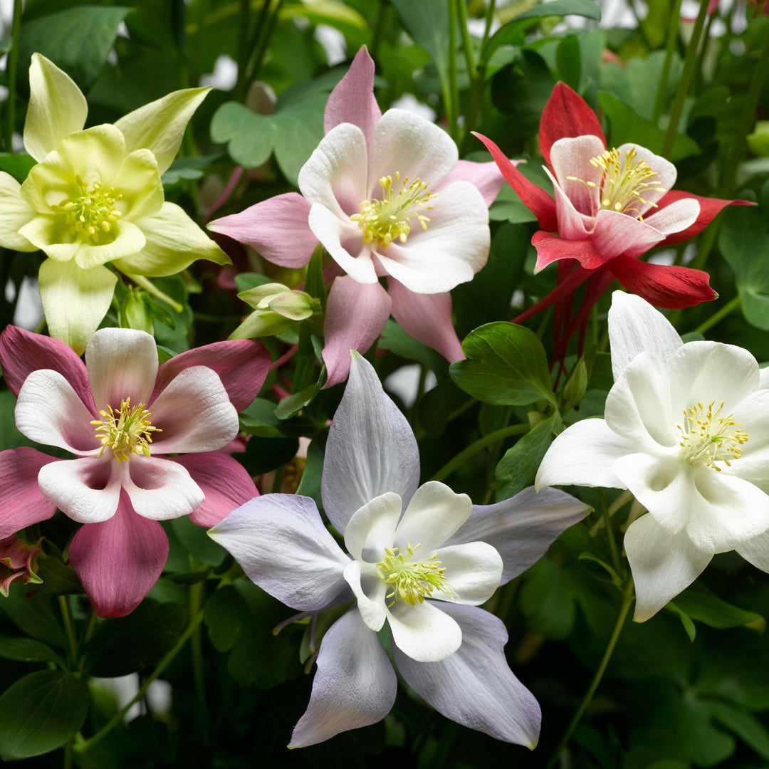 Aquilegia hybrida 'Origami Mix' ~ Origami™ Mix Columbine-ServeScape