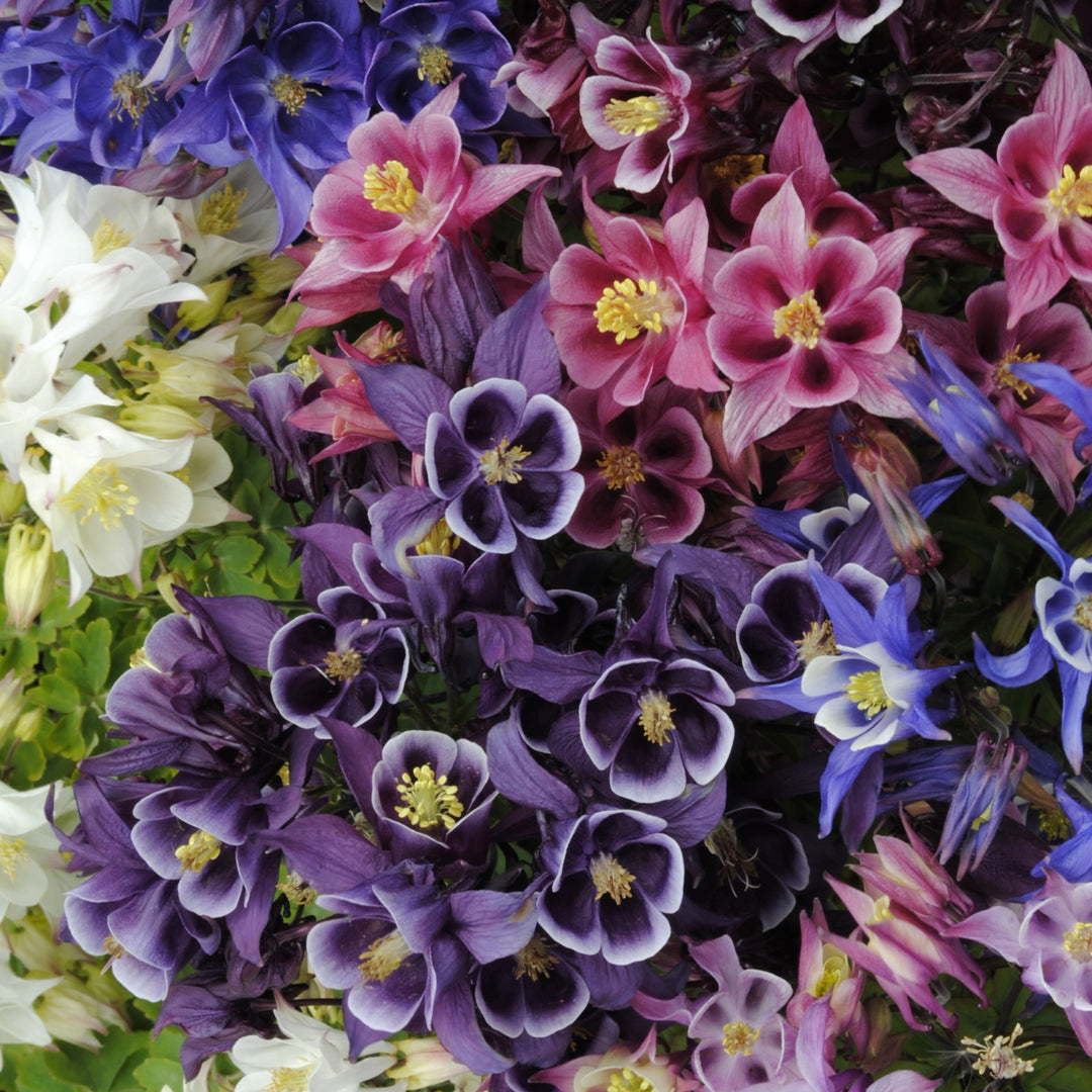 Aquilegia vulgaris 'Winky Mix' ~ Winky Mix Columbine-ServeScape
