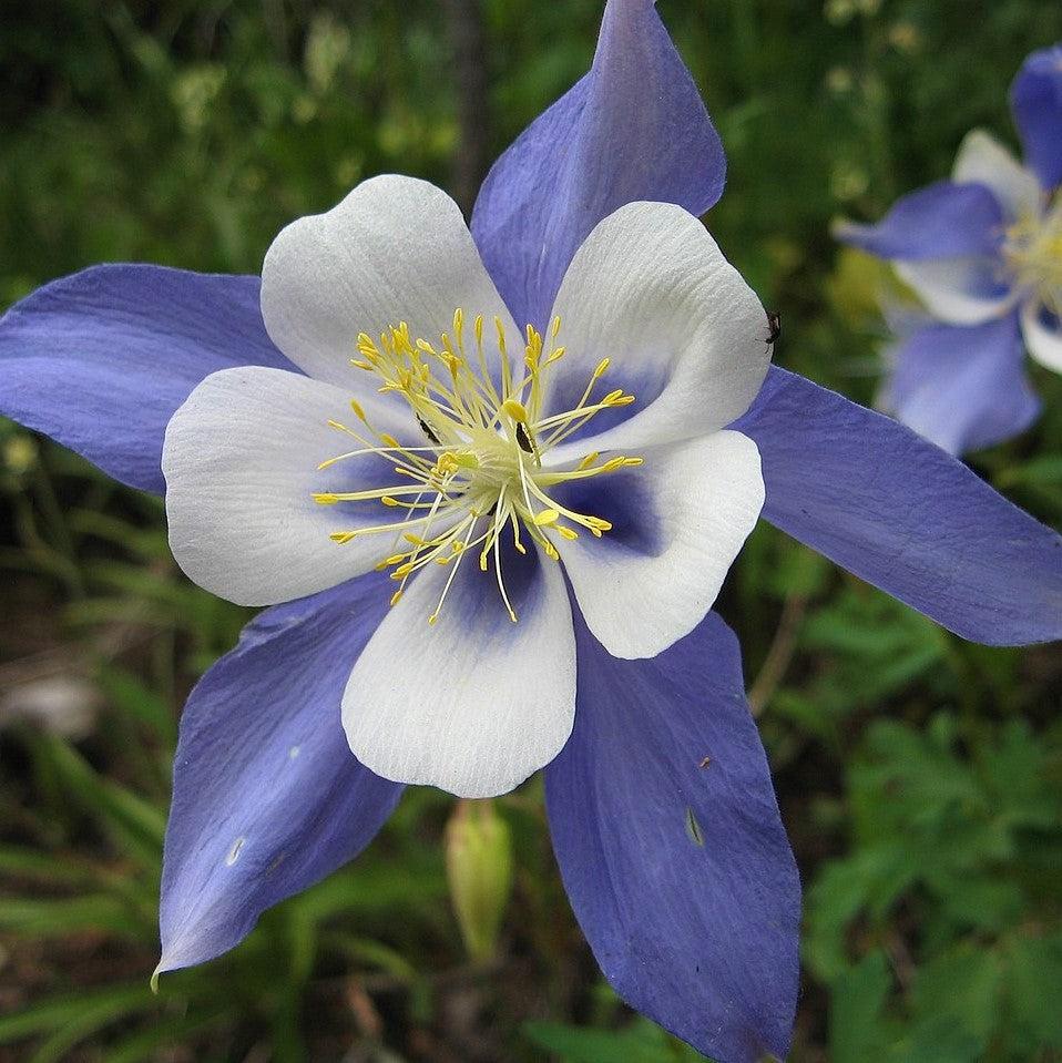 Aquilegia caerulea 'Deep Blue & White' ~ Kirigami™ Deep Blue & White Columbine-ServeScape