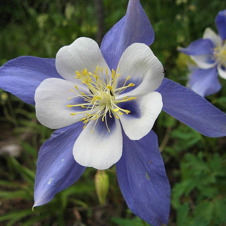 Aquilegia caerulea 'Deep Blue & White' ~ Kirigami™ Deep Blue & White Columbine-ServeScape