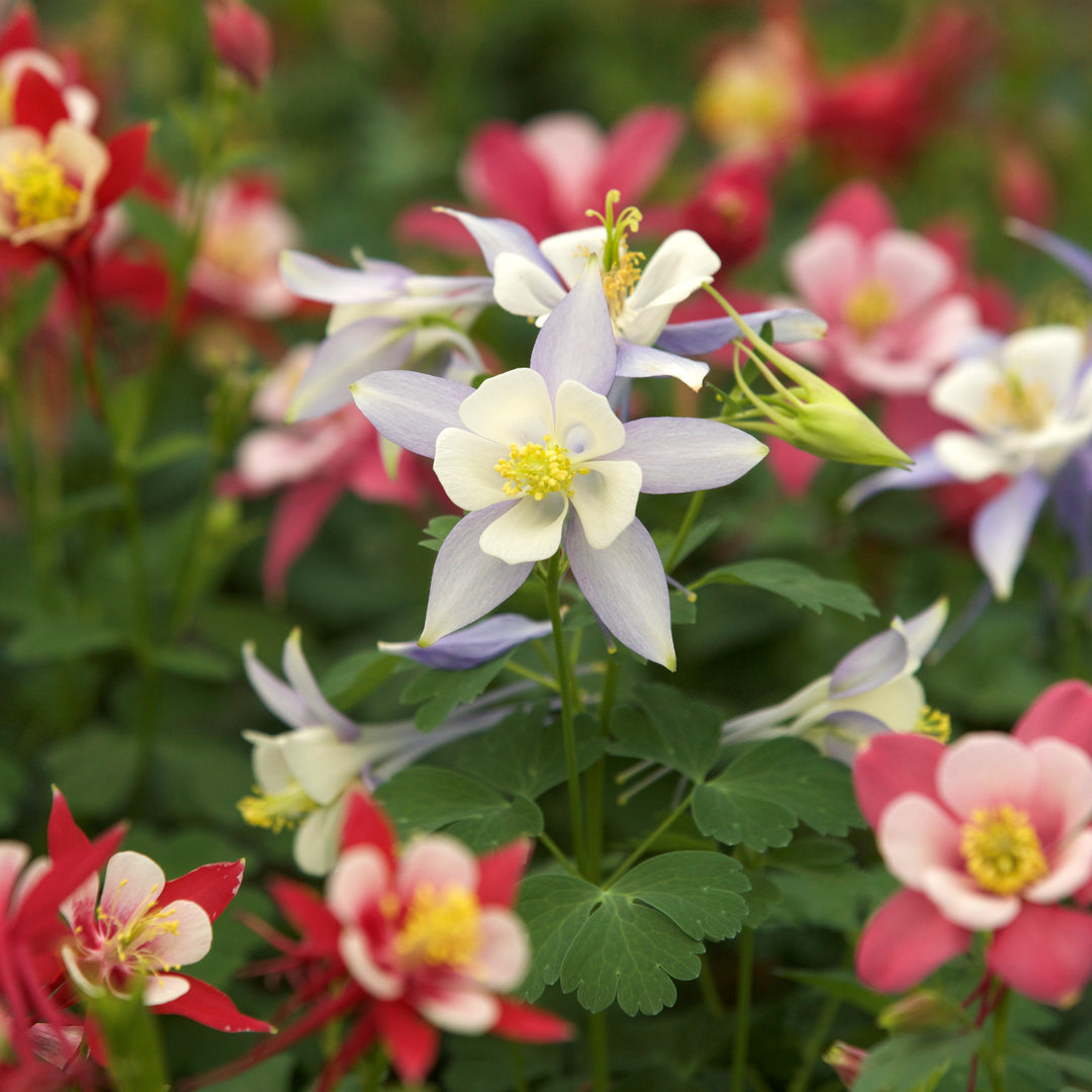 Aquilegia caerulea 'Kirigami Mix' ~ Kirigami™ Mix Columbine-ServeScape