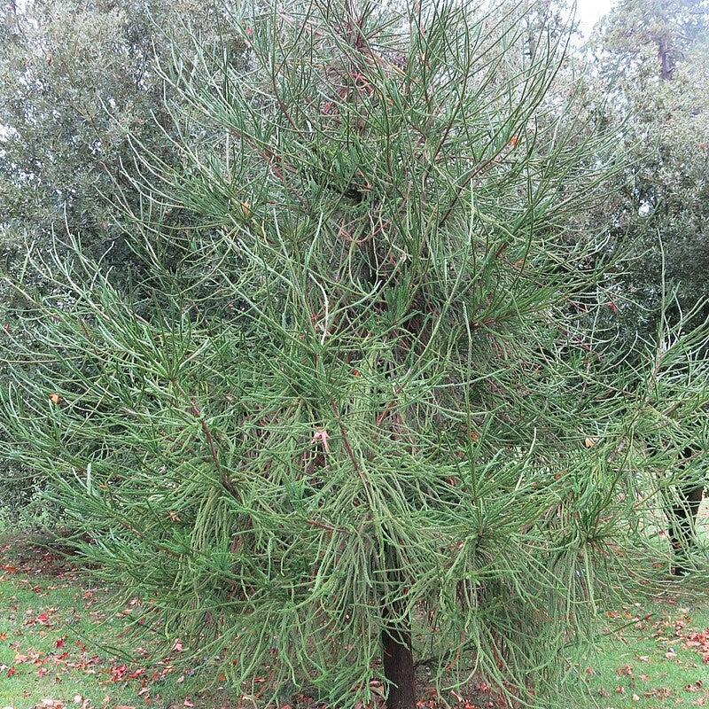 Cryptomeria japonica 'Araucarioides' ~ Snake Branch Japanese Cedar-ServeScape