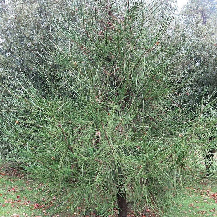 Cryptomeria japonica 'Araucarioides' ~ Snake Branch Japanese Cedar-ServeScape
