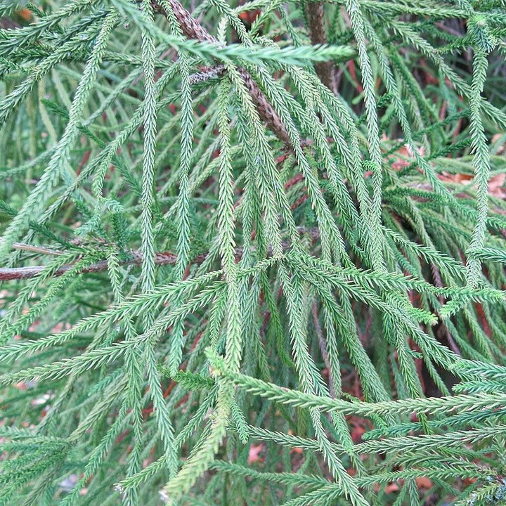 Cryptomeria japonica 'Araucarioides' ~ Snake Branch Japanese Cedar-ServeScape