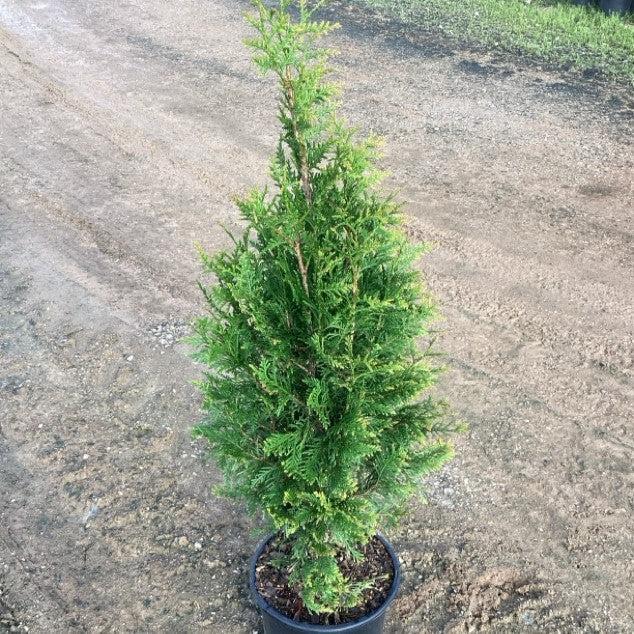 Thuja plicata 'Northern Spire' ~ Northern Spire Arborvitae-ServeScape
