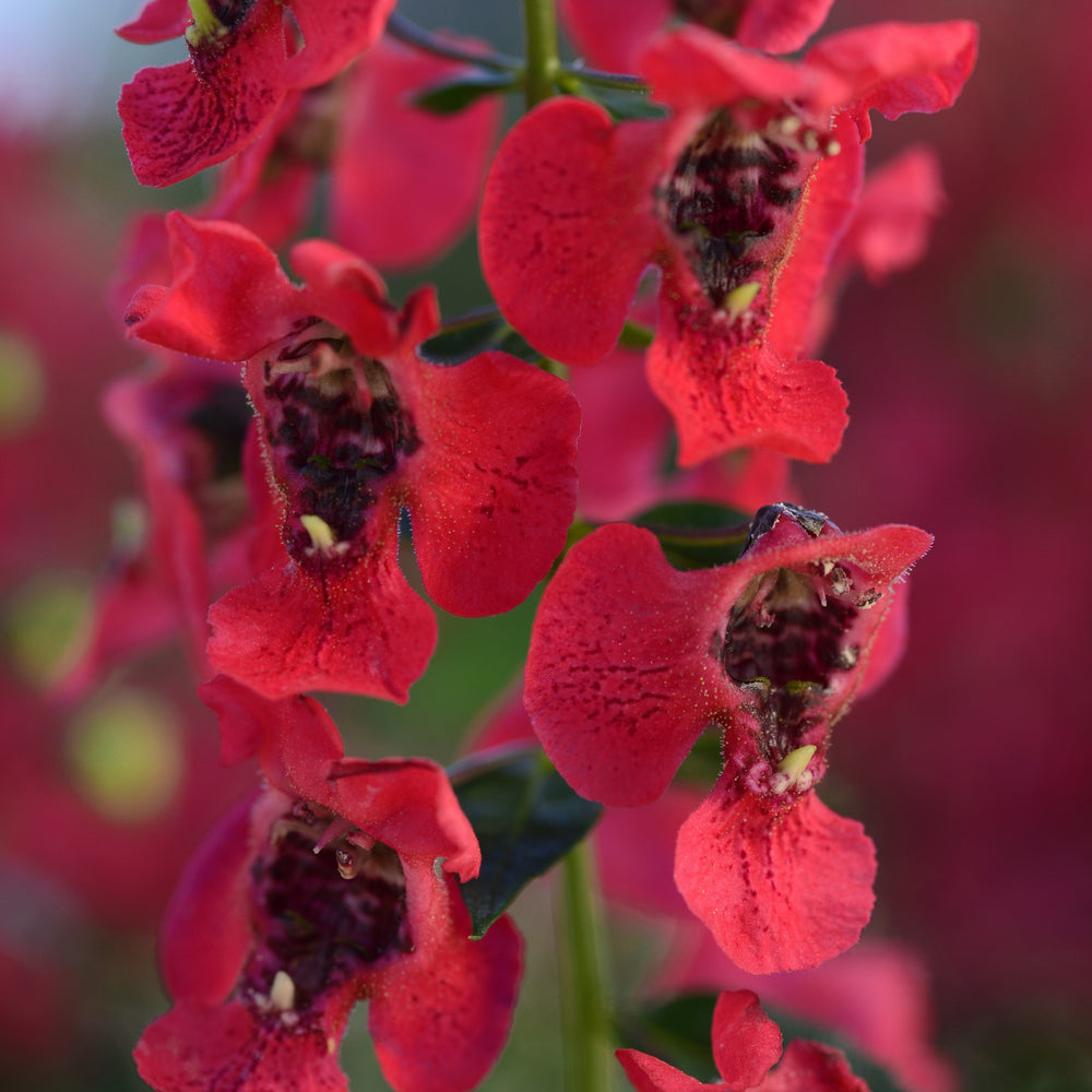 Angelonia angustifolia 'Balarcher' ~ Archangel™ Cherry Red Summer Snapdragon-ServeScape