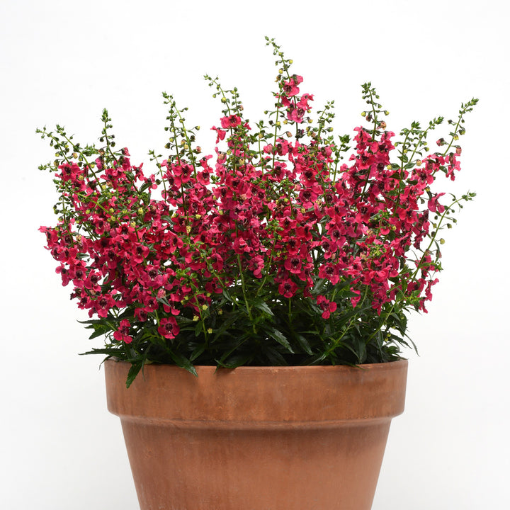 Angelonia angustifolia 'Balarcher' ~ Archangel™ Cherry Red Summer Snapdragon-ServeScape