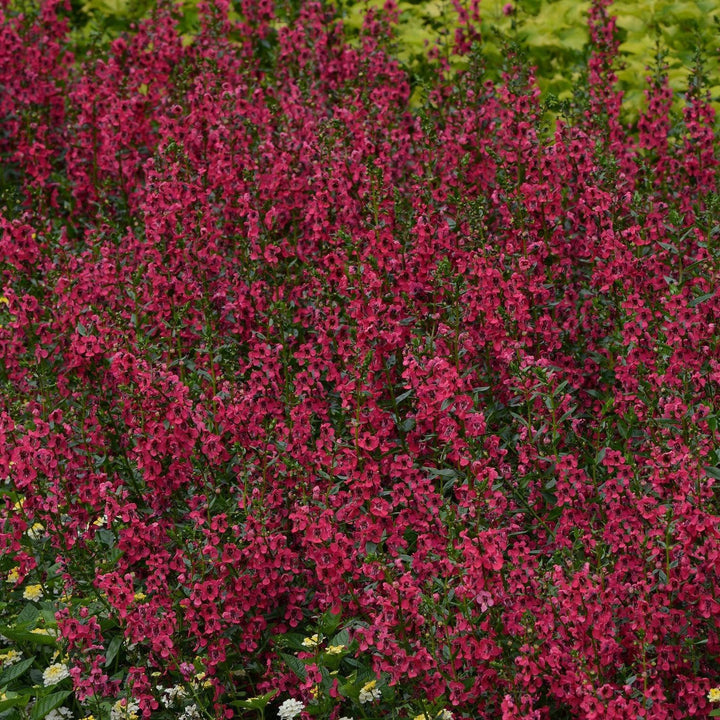 Angelonia angustifolia 'Balarcher' ~ Archangel™ Cherry Red Summer Snapdragon-ServeScape