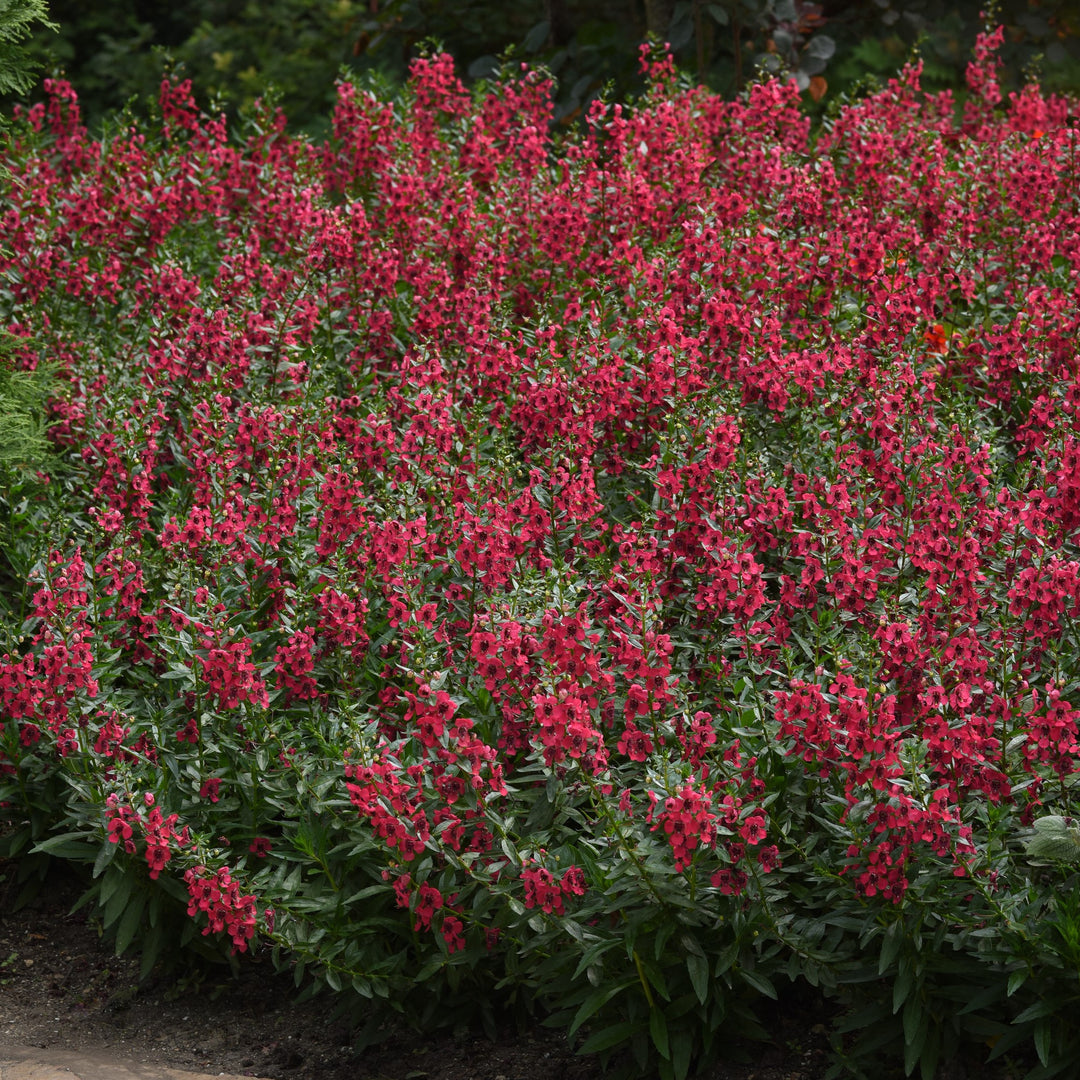Angelonia angustifolia 'Balarcher' ~ Archangel™ Cherry Red Summer Snapdragon-ServeScape