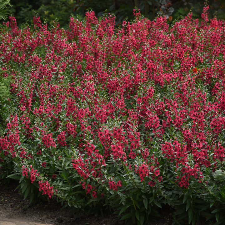 Angelonia angustifolia 'Balarcher' ~ Archangel™ Cherry Red Summer Snapdragon-ServeScape