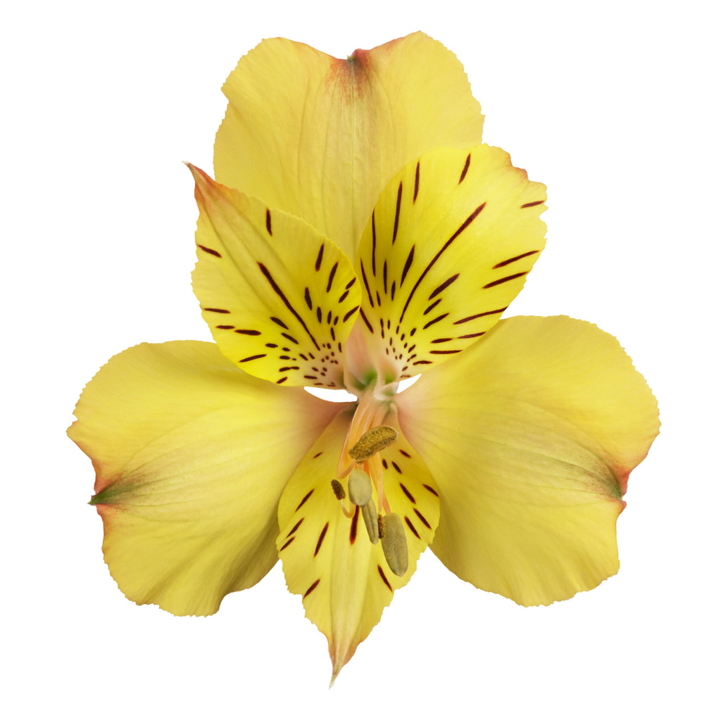 Alstroemeria x 'Zapriari' ~ Colorita® Ariane® Peruvian Lily-ServeScape