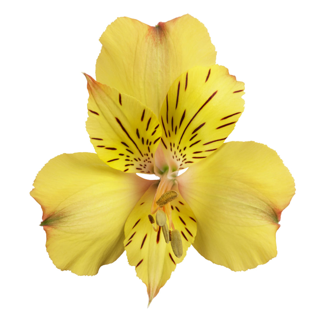 Alstroemeria x 'Zapriari' ~ Colorita® Ariane® Peruvian Lily-ServeScape