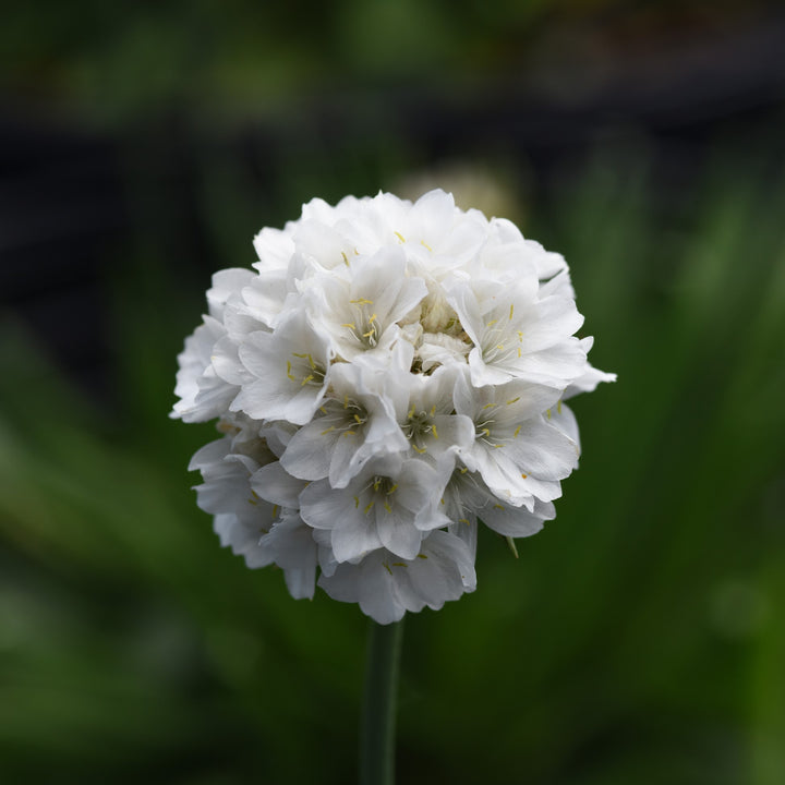 Armeria pseudarmeria 'Dream Clouds' ~ Dreameria® Dream Clouds Thrift-ServeScape